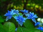 20070601t06.jpg