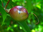 20070601t07.jpg