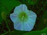 20070601t08.jpg