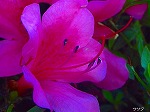20070601t09.jpg