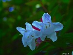 20070601t10.jpg