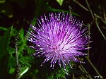 20070601t16.jpg