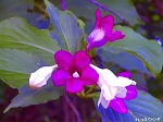 20070601t18.jpg