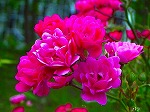 20070601t19.jpg