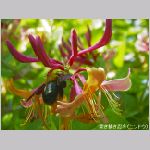 20070617m02.jpg