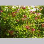 20070617m05.jpg