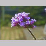 20070617m07.jpg