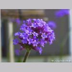 20070617m09.jpg