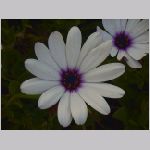 20070617m14.jpg