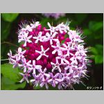 20070706k01.jpg
