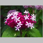 20070706k03.jpg