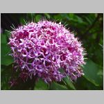 20070706k04.jpg