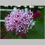 20070706k05.jpg