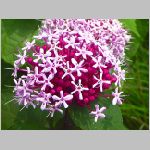 20070706k06.jpg