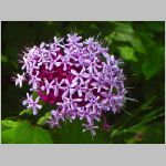 20070706k07.jpg