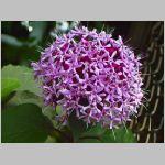 20070706k08.jpg