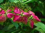 20070726k01.jpg