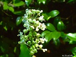 20070726k02.jpg