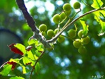 20070726k03.jpg