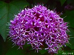 20070726k05.jpg
