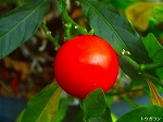 20070726k07.jpg