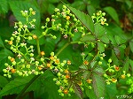20070726k08.jpg