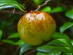 20070726k10.jpg