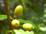 20070726k11.jpg