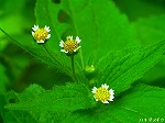 20070726k13.jpg