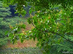 20070726k15.jpg