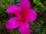 20070726k17.jpg