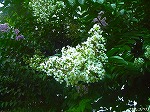 20070726k18.jpg