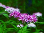 20070726k20.jpg