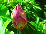 20070727k01.jpg