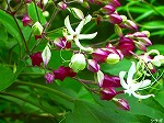 20070727k06.jpg