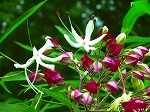 20070727k07.jpg