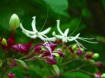 20070727k08.jpg