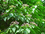 20070727k09.jpg