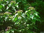 20070727k11.jpg