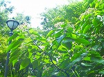 20070727k12.jpg