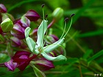 20070727k13.jpg