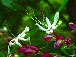 20070727k14.jpg