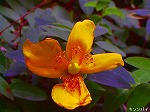 20070727k17.jpg