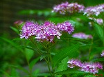 20070727k20.jpg