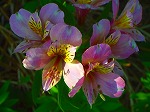 20070807tk04.jpg