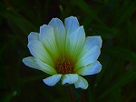 20070807tk10.jpg