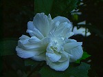 20070807tk11.jpg