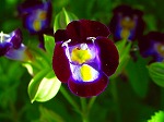 20070807tk14.jpg