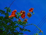 20070807tk15.jpg