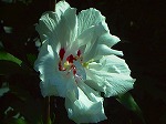 20070807tk16.jpg